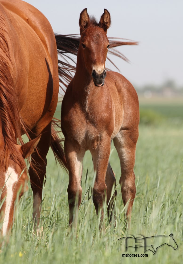Hancocks Red Hot MA's 2025 Bay Roan Filly
